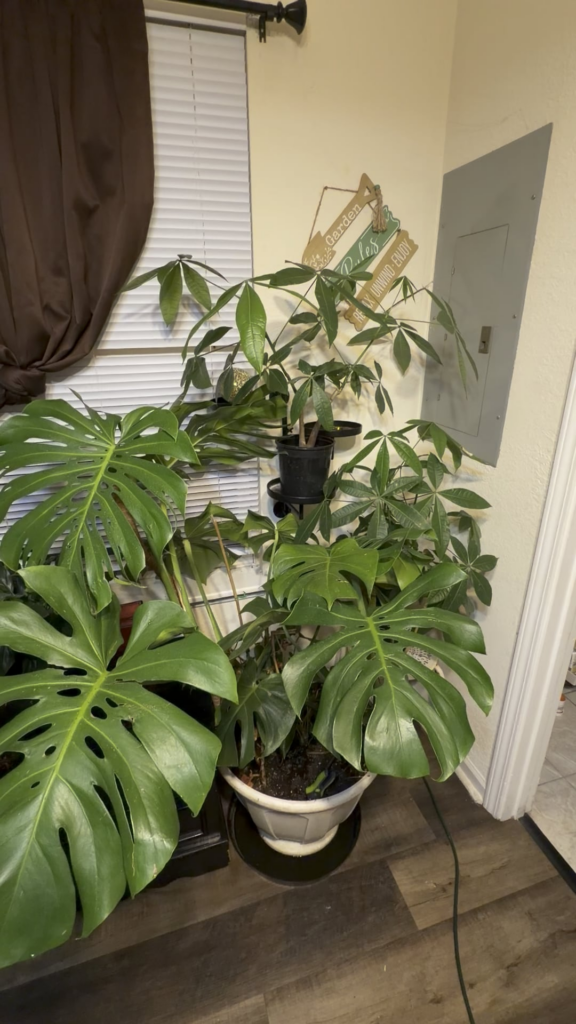 Just wanted to show my plants too