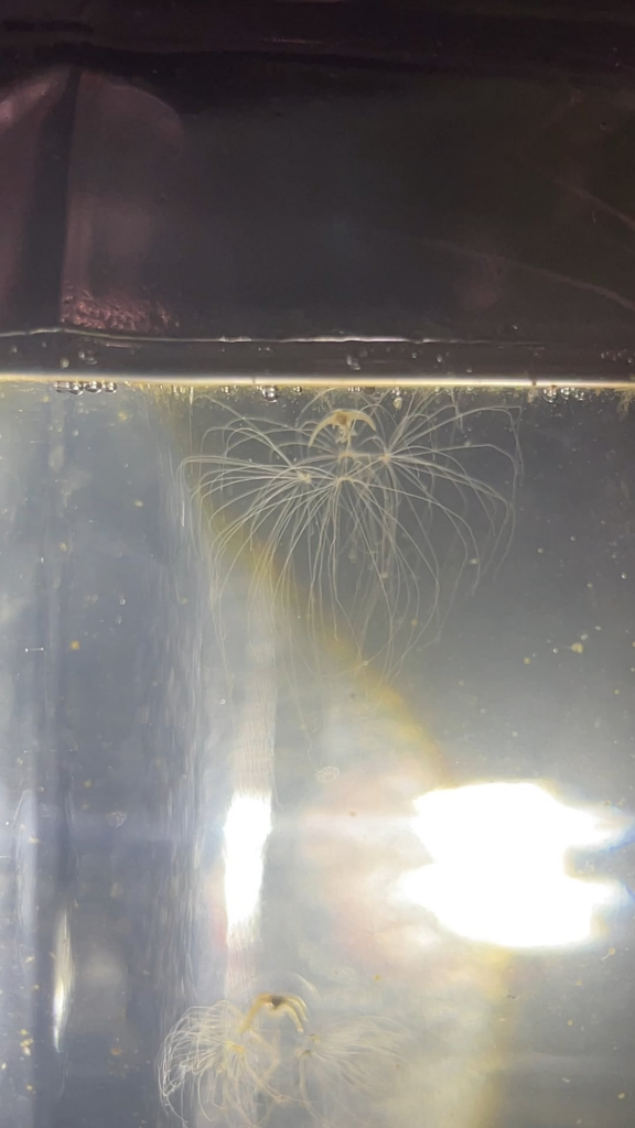 Pensacola jellyfish jar - jellyfish prey capture and consumption