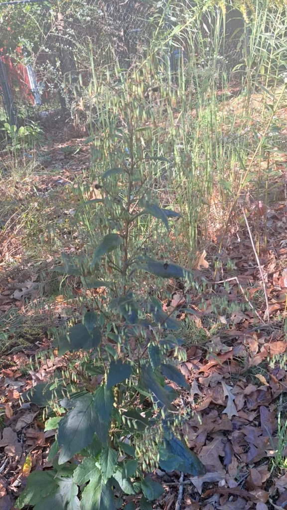 (OC) Tall Rattlesnake Root