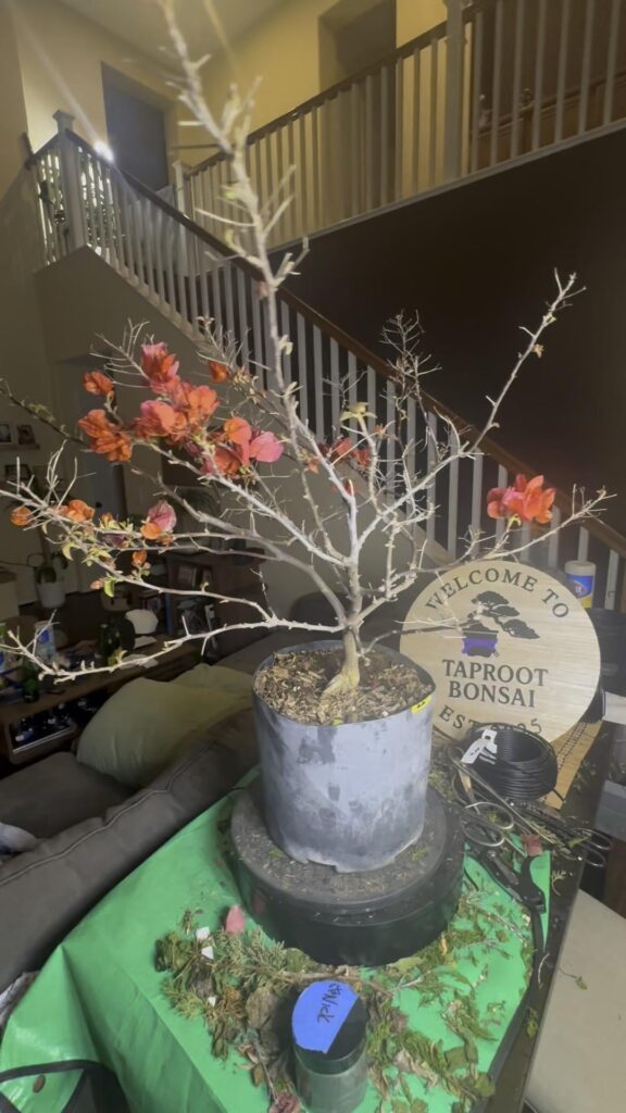 Bougainvillea got its first styling today