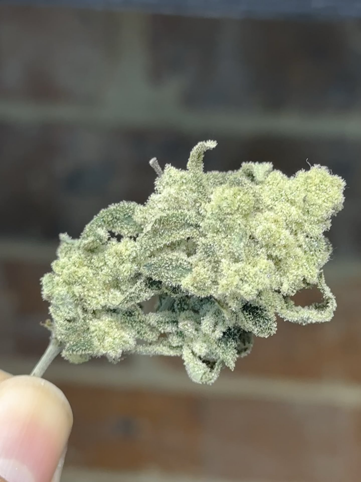 Second grow!! Opinions?