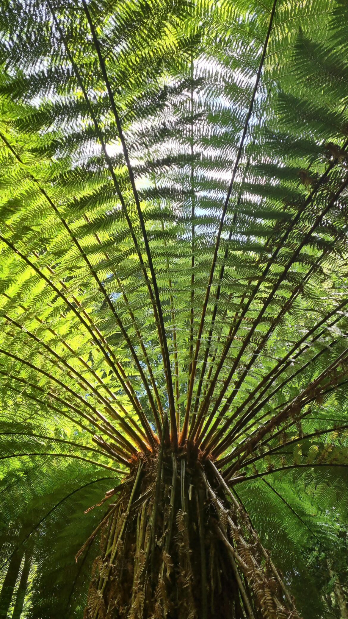 One of the beautiful man/tree ferns in my garden