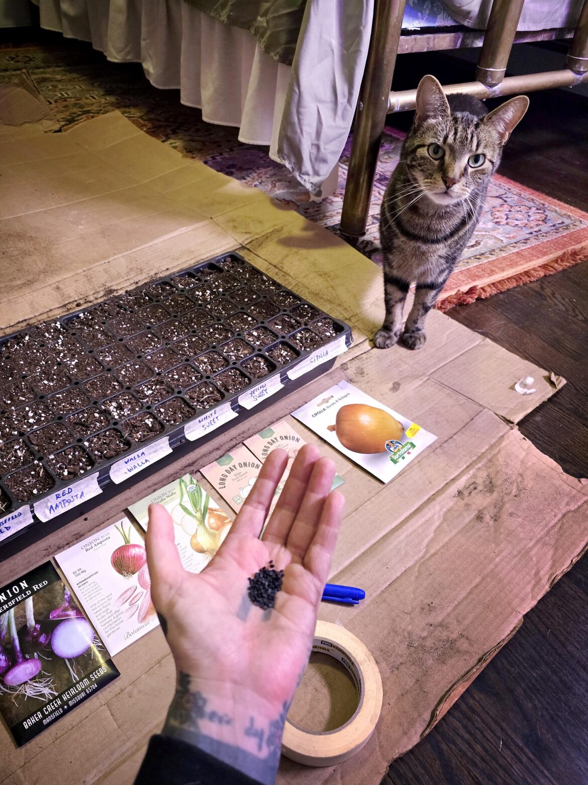 Onions are always the first seed i plant every year