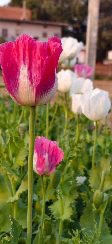 Opium Plants in my Backyard