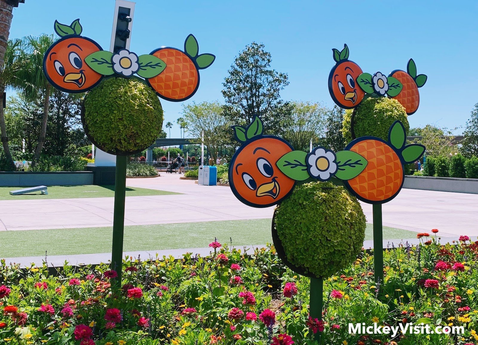 Orange Bird mouse ear flowers