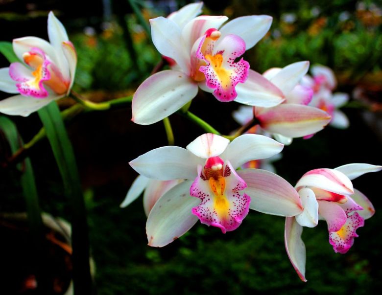 close up of orchids with pink centers