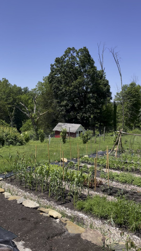 Organized or wild gardening, what do you prefer?