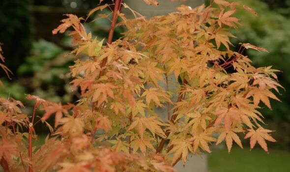 Acer palmatum ‘Sango-kaku’ Acer palmatum ‘Sango-kaku’