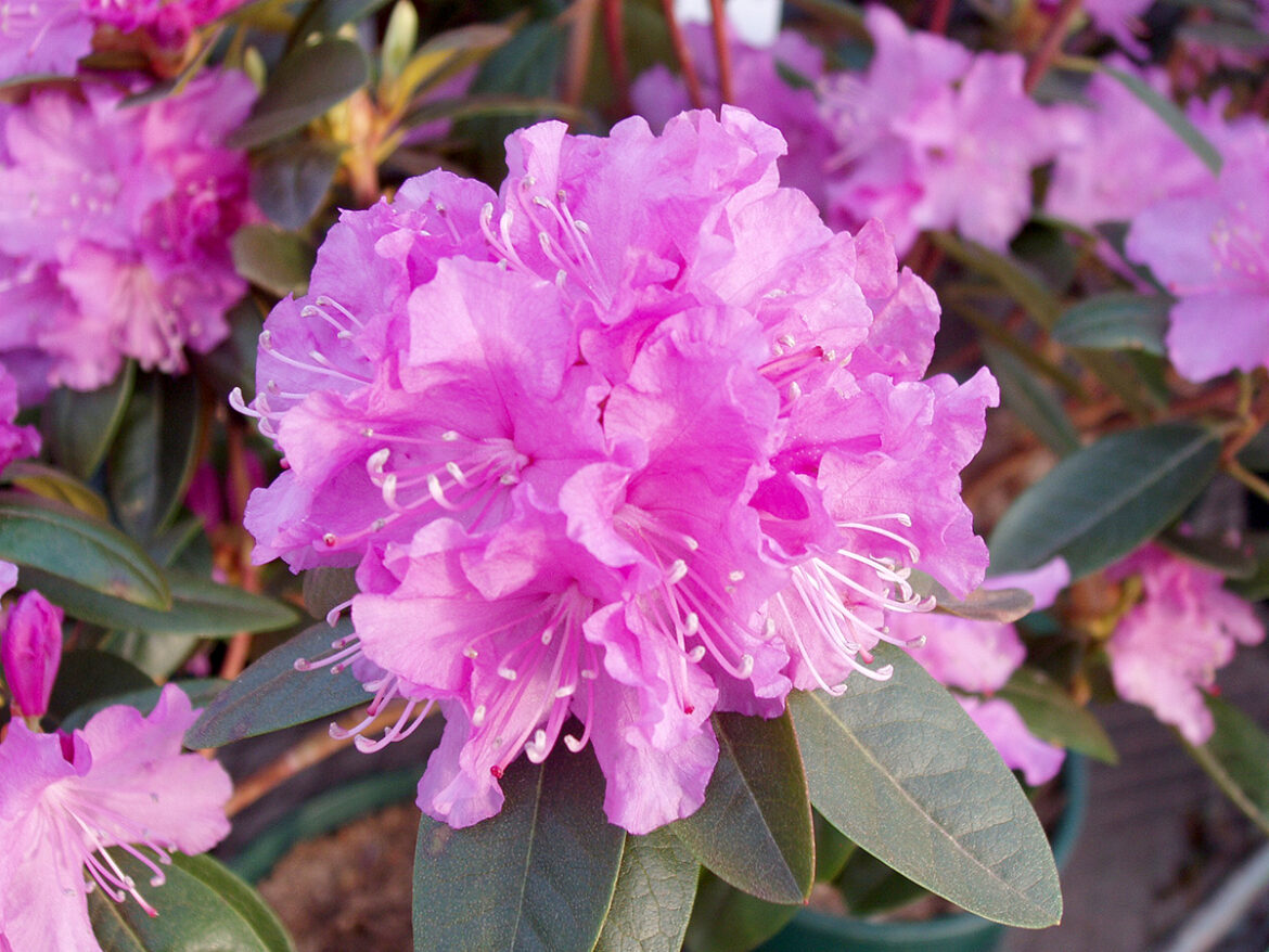 In the Garden: Early spring planting