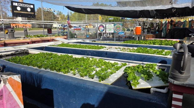 Along with an orchard, Abraxas High students and staff grow produce at an aquaponics garden on campus. (Julie Gallant)