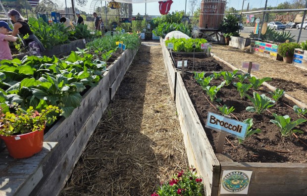 Abraxas High has a thriving garden that benefits agriculture, culinary arts and special needs students. (Julie Gallant)