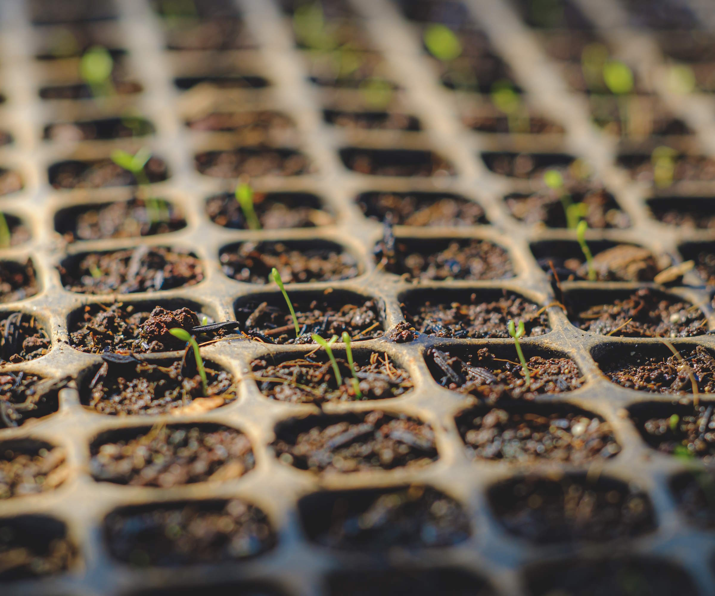 Celeriac seedlings growing in a module tray