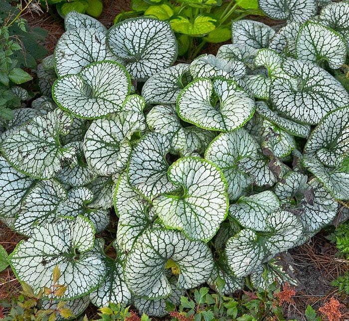 Pwbrunnera Jack Frost, silver plants