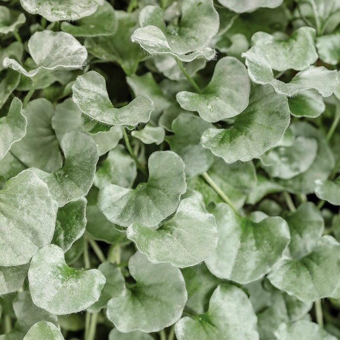 Pwdichondra Silver Fallsvt, silver plants