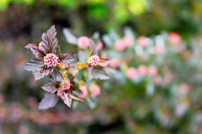 Pwphysocarpus Tiny Wine, silver plants