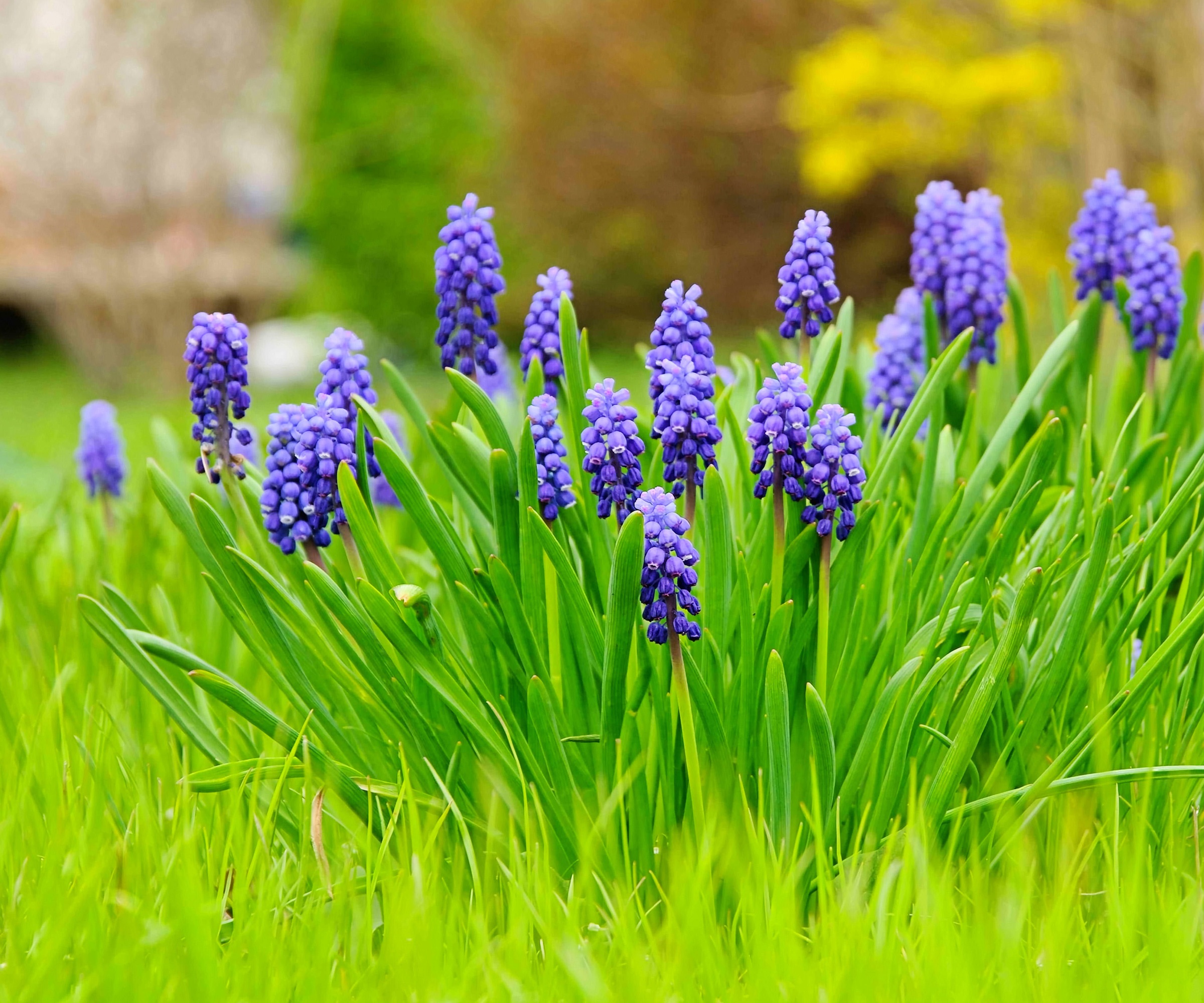 Grape Hyacinth, Muscari