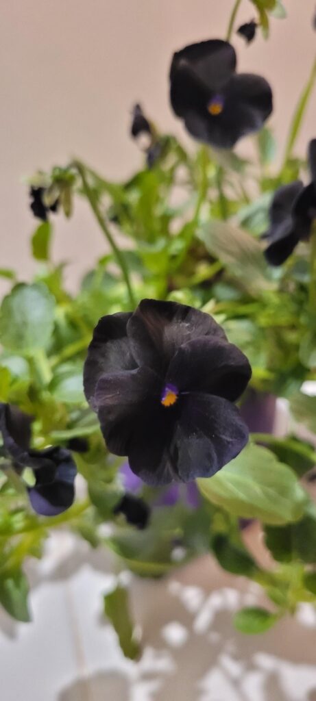 Pansy but make it goth 🖤