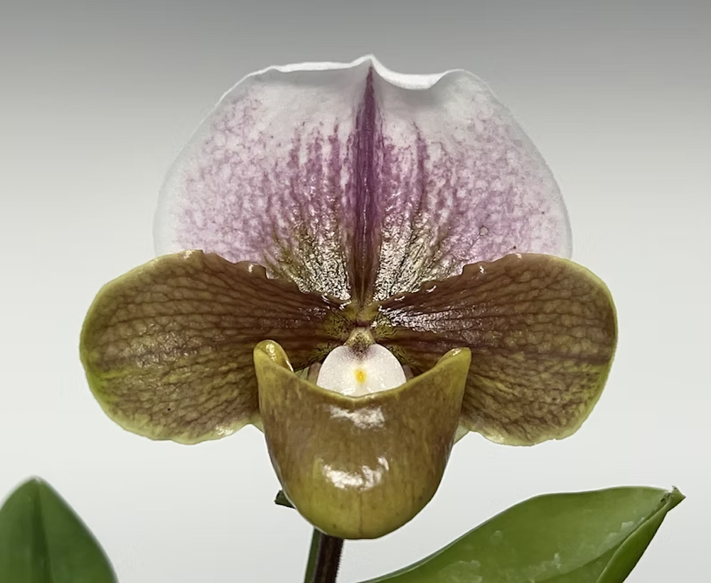 A khaki color orchid flower that matches 2026 colors of the year.