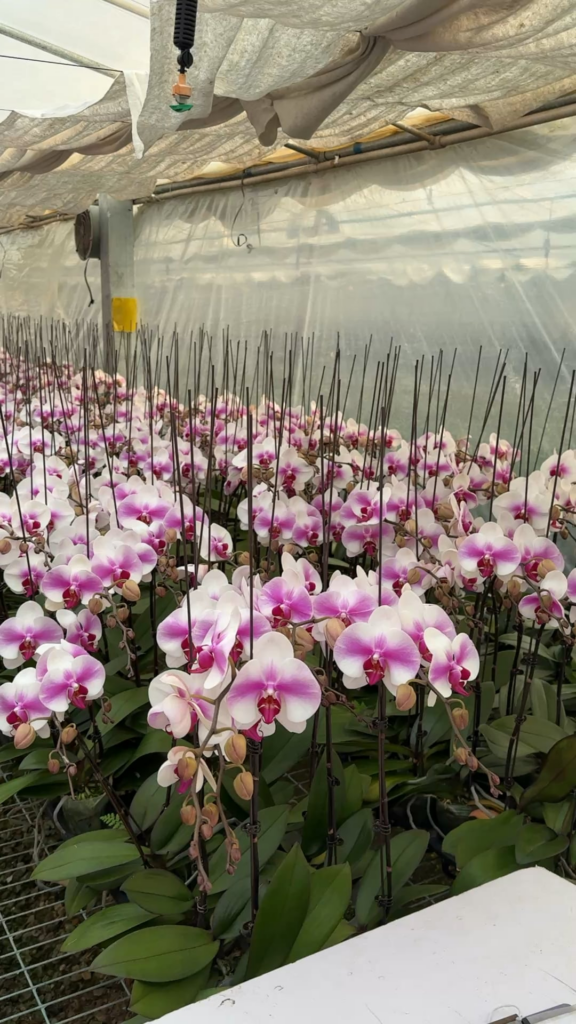 Phalaenopsis orchid nursery – large-scale production view