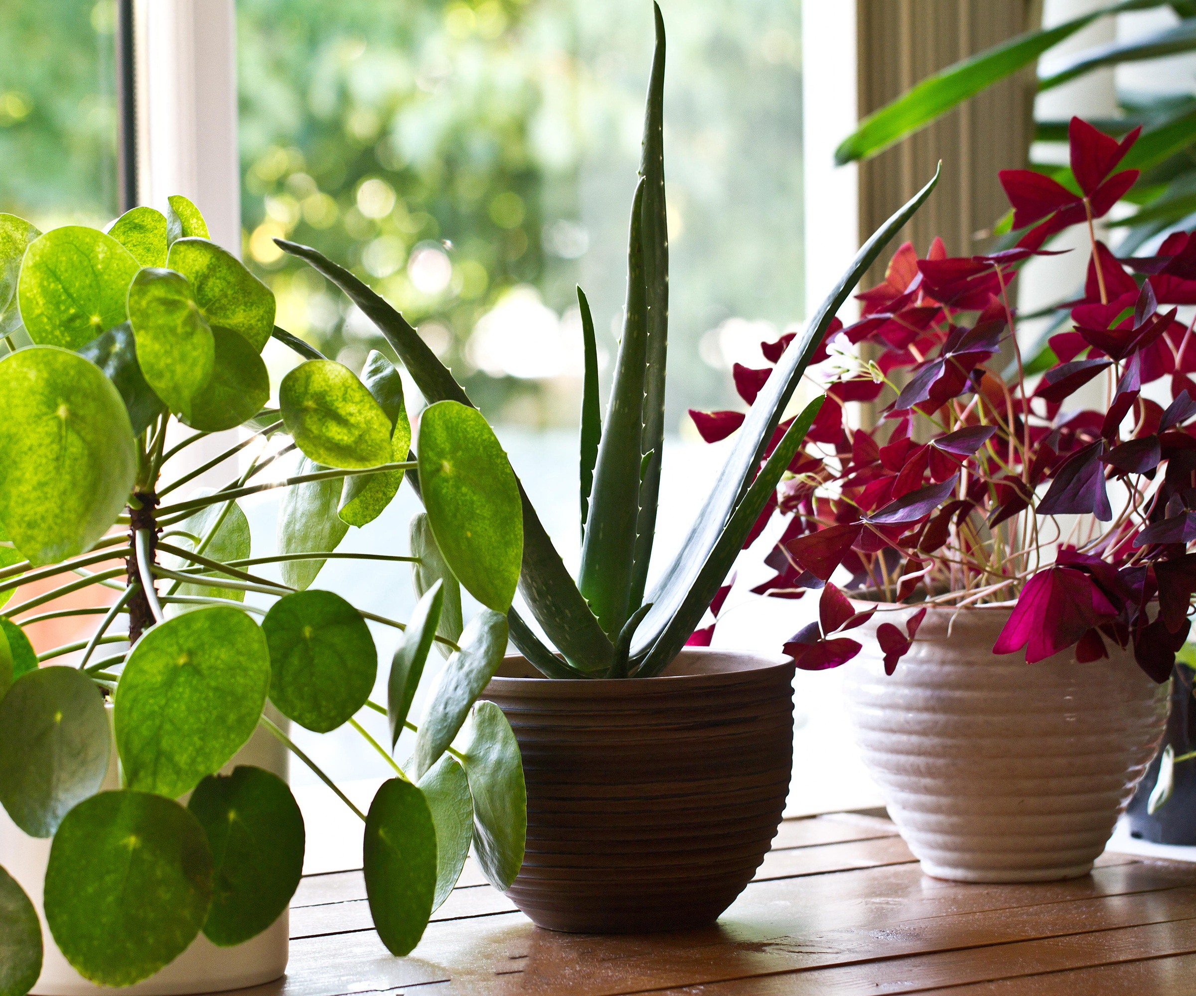 pothos, houseplants, windowsill