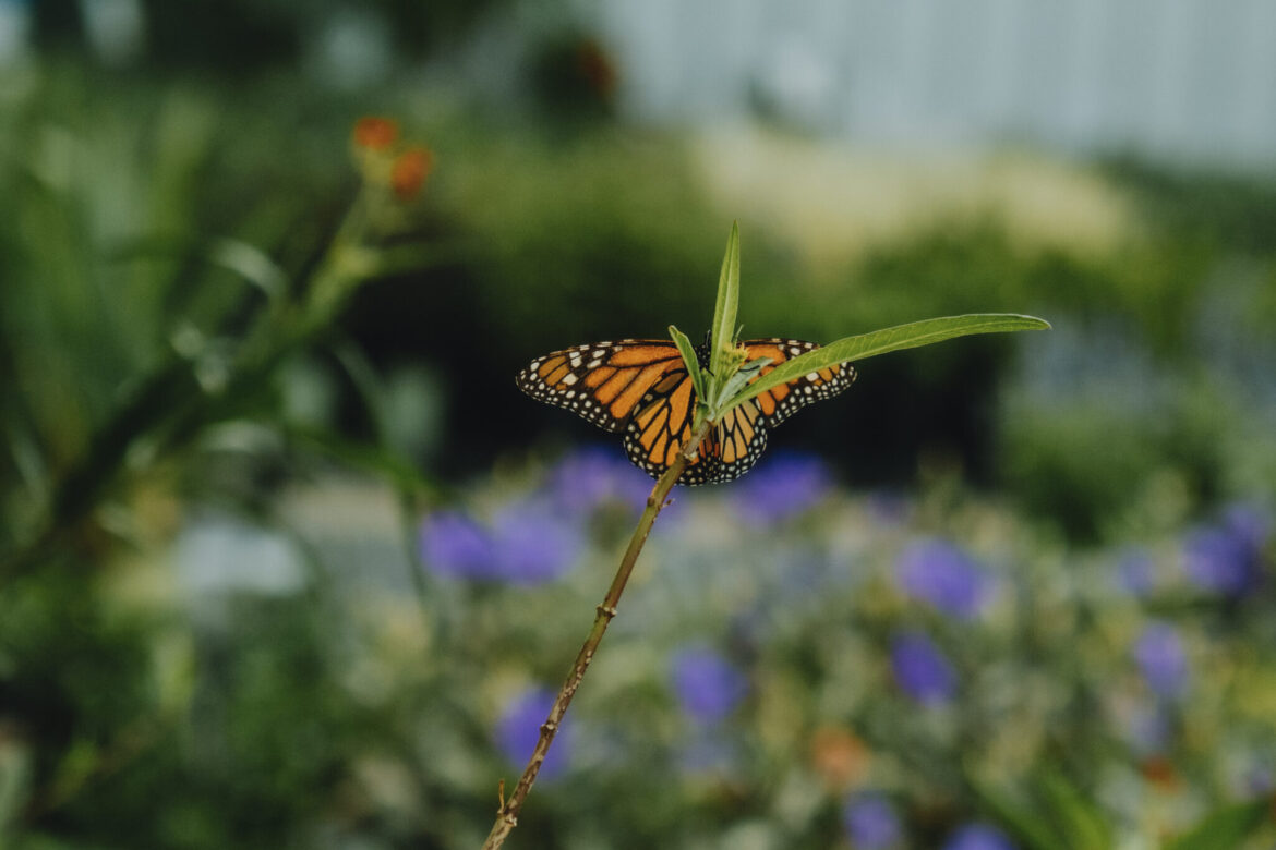 Gardening for Pollinators & Butterflies Workshop – FREE Pollinators4 768x512