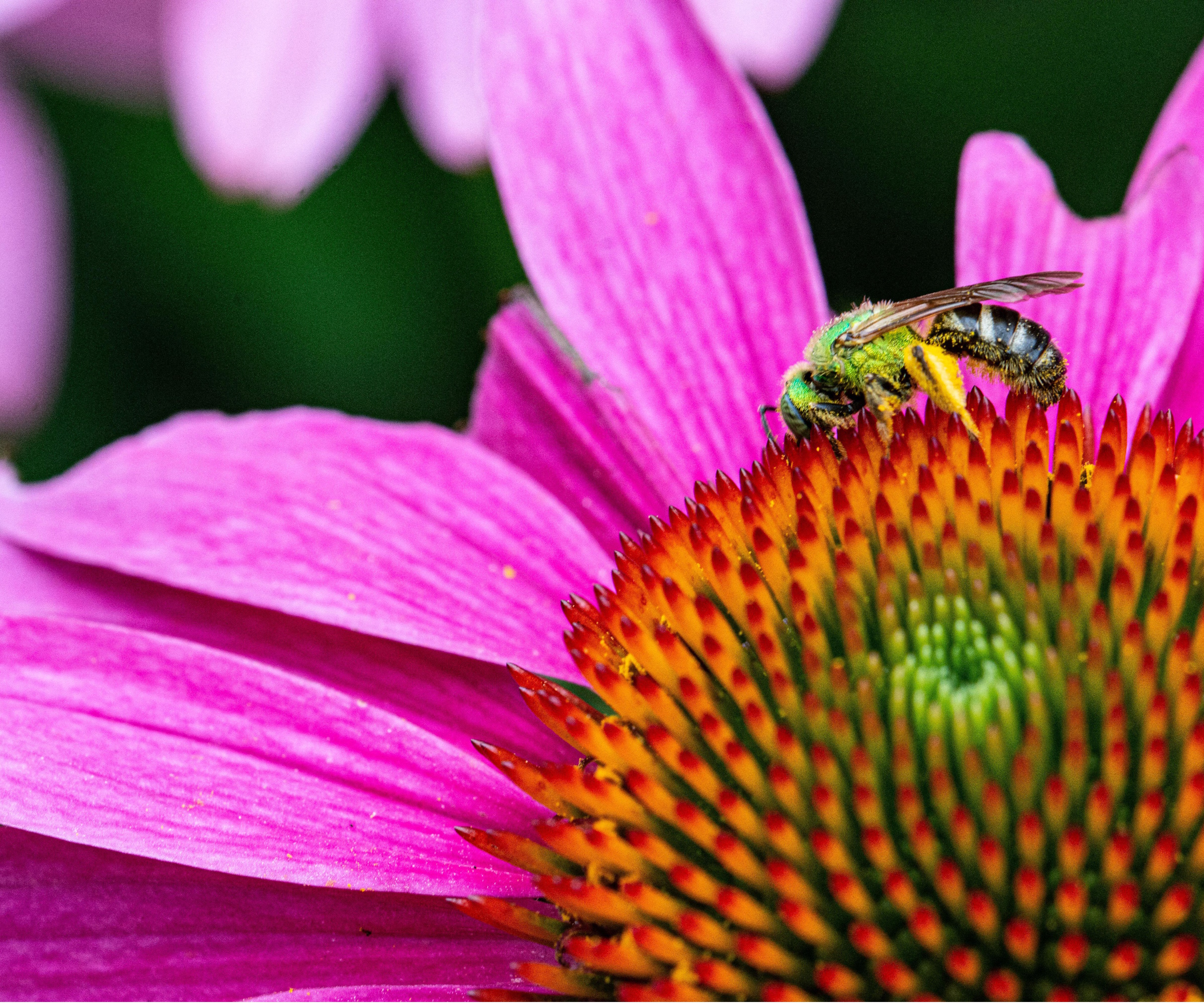 Green sweat bee on coneflower