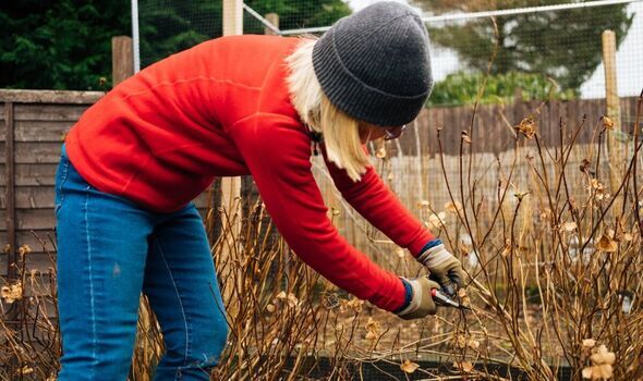 woman pruning in winter