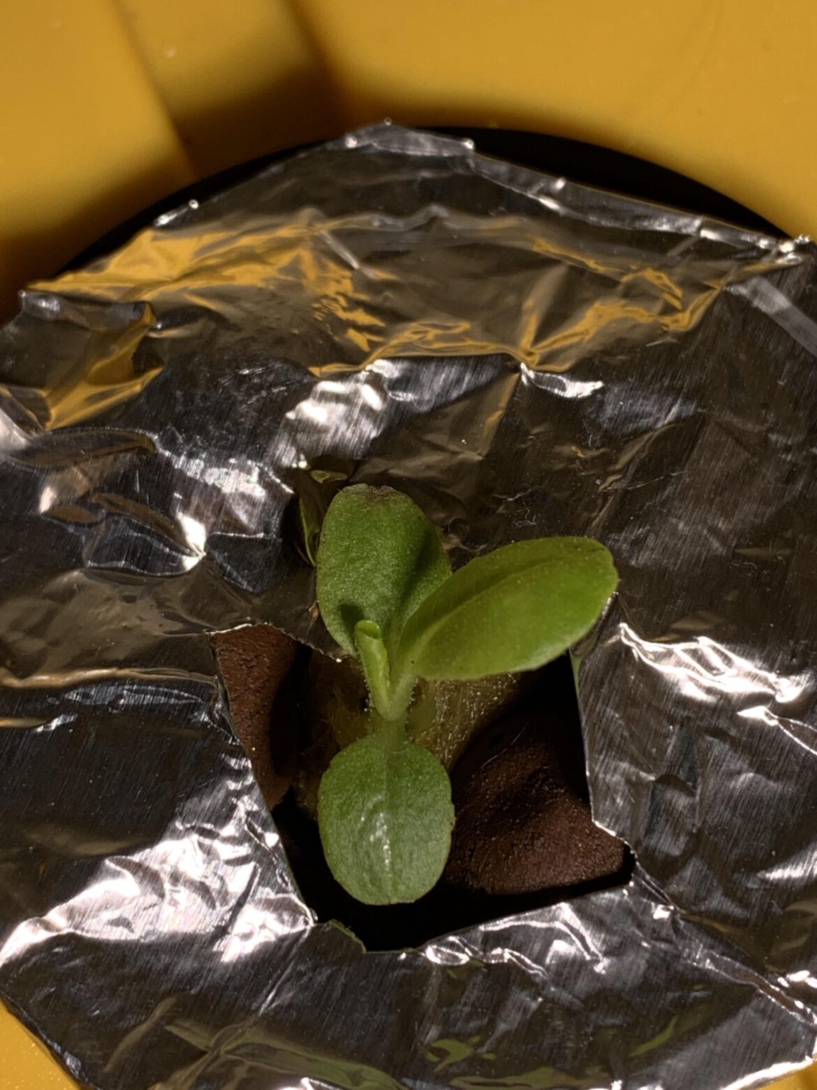 Is this nute burn on my buttercrunch seed leaf?