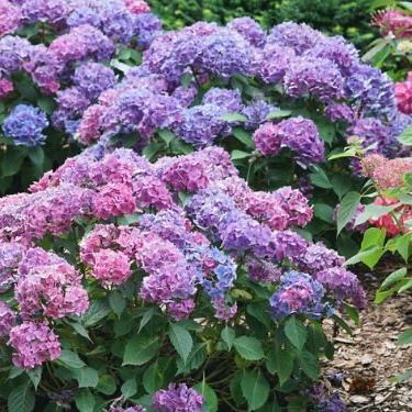 Let's Dance Lovable&reg; Bigleaf Hydrangea - #3 Container