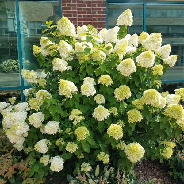 Limelight Panicle Hydrangea - #1 Container