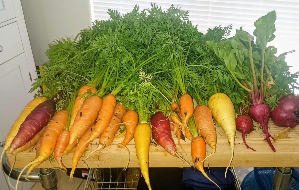 Root vegetables harvest in Arizona