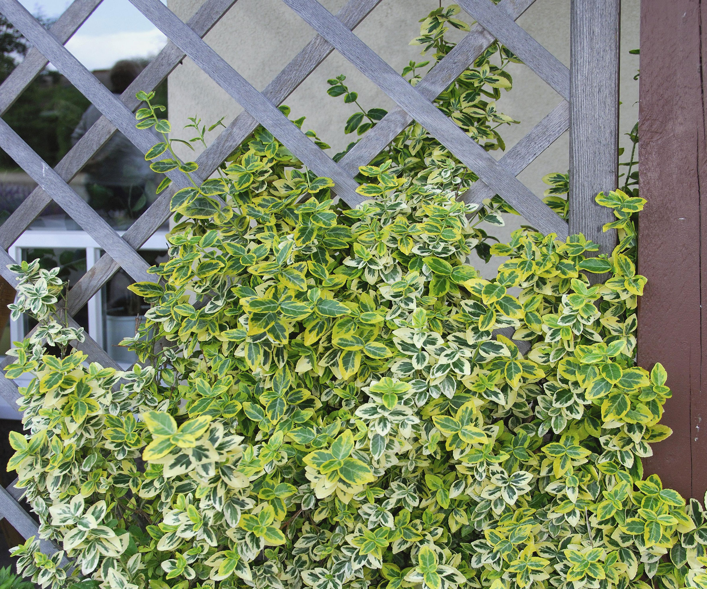 Wintercreeper euonymus Emerald n Gold