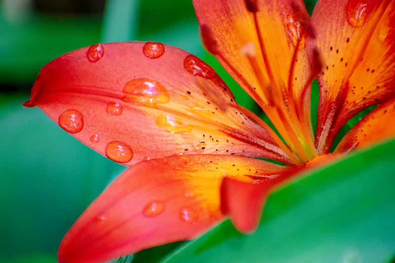 The Asiatic tiger lily, (Lilium tigrinum). Photograph: Kelsey Andriot Purcell/Getty