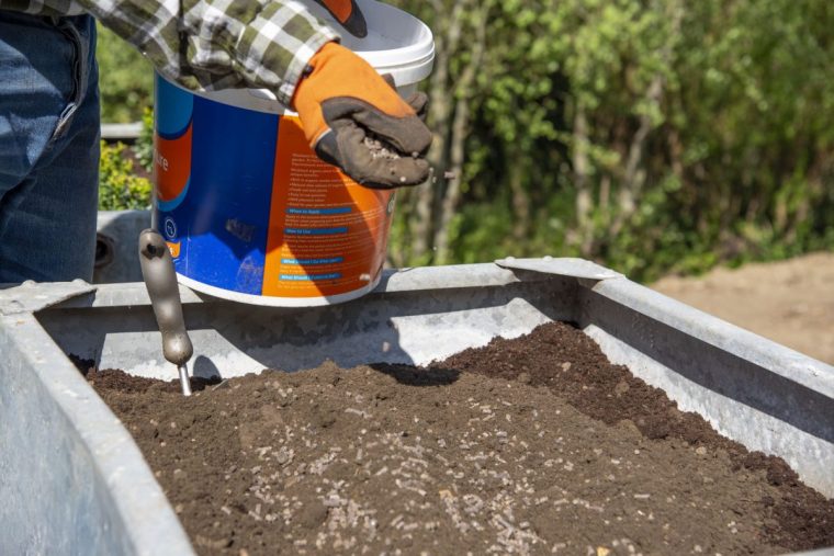 Adding chicken manure pellets to large container Image via pressoffice@rhs.org.uk
