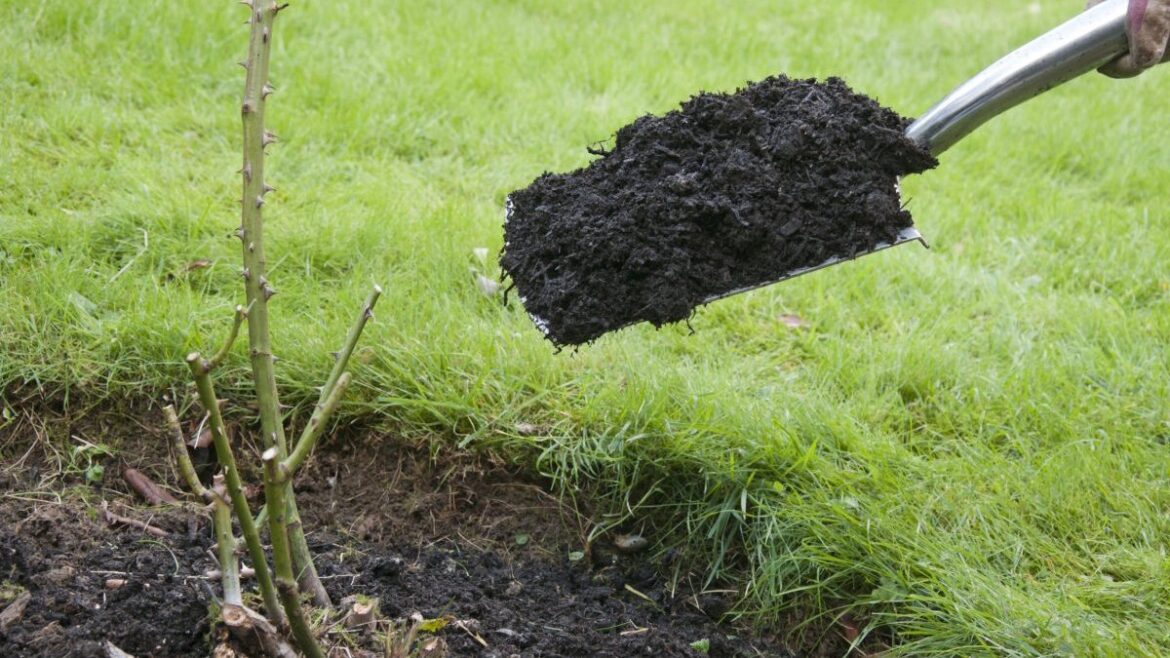 An expert's guide to feeding garden plants this spring