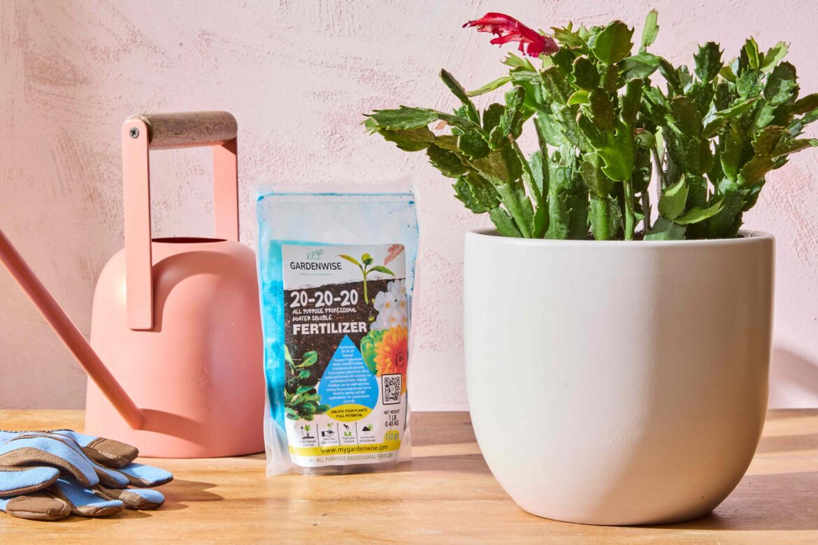 Most Houseplants Don’t Need Fertilizer in Winter—Here’s Why