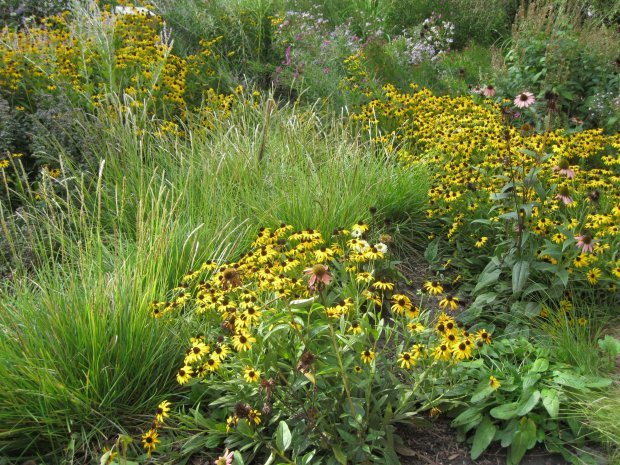 Native flowers such as black-eyed Susans and purple coneflowers highlight a landscape design at the Roy Diblik Garden at the Beverly Arts Center, where the Garden Club of Beverly Morgan Park showcases sustainable gardening practices. (Susan DeGrane/Daily Southtown)