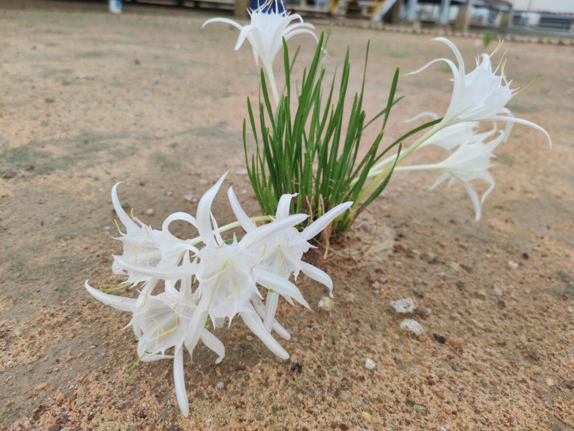 Sand lily