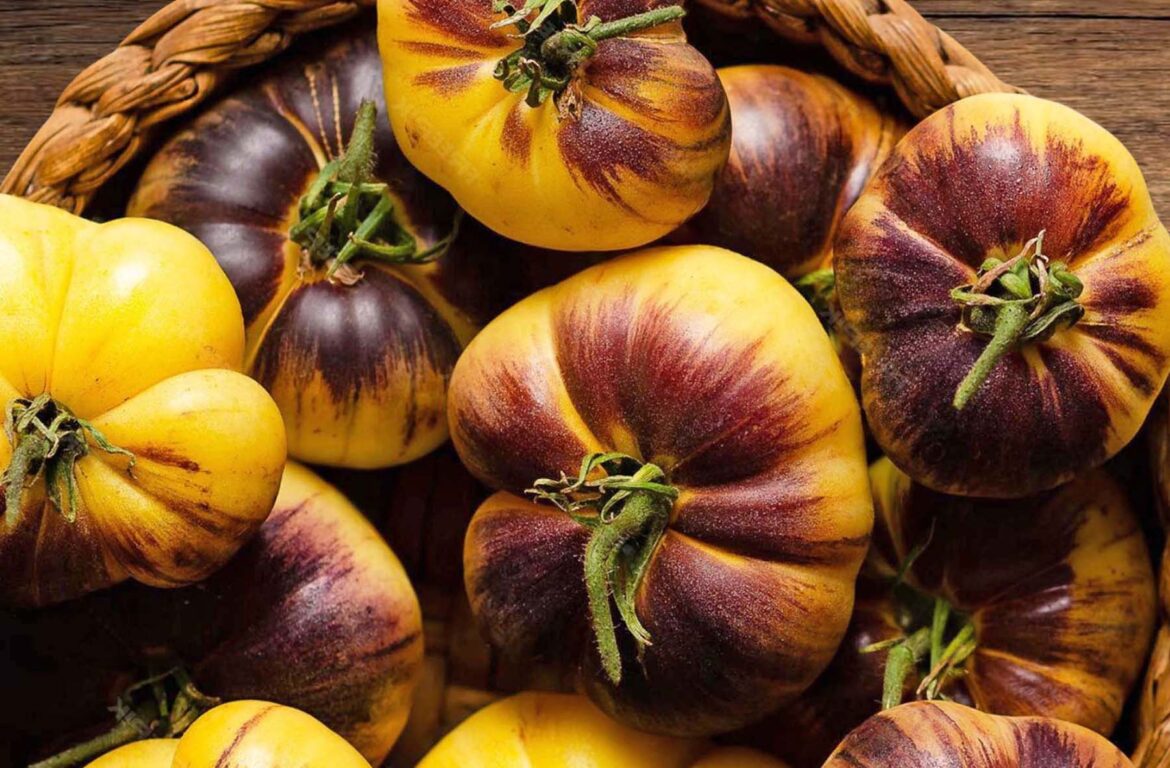 ‘Tomatomania’ Returns to Roger’s Gardens in Corona del Mar February 27—March 8 Christopher Trela