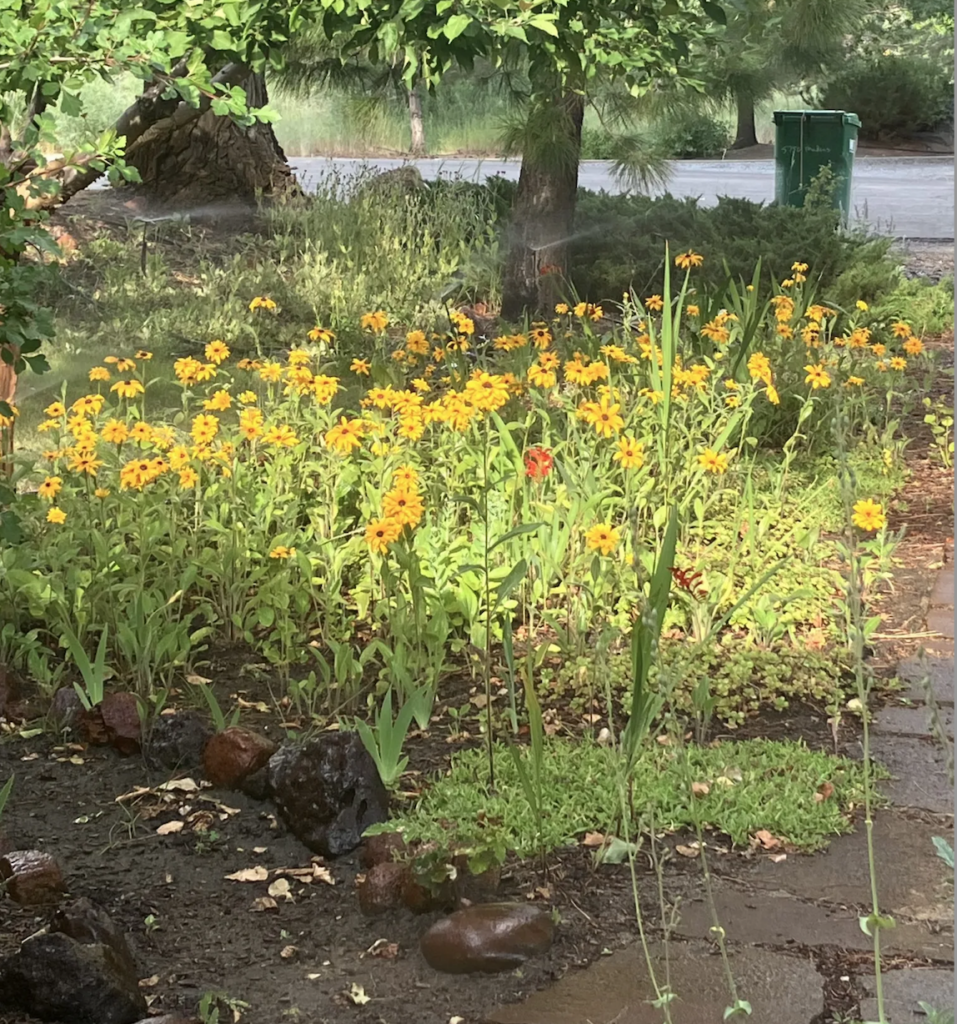 Northern Nevada landscapes and backyards: My gardening style is trending