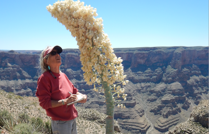 Wendy Hodgson, Senior Research Botanist – Desert Botanical Garden, Featured at KSB Speaker Series on Wednesday, March 18, 2026 Screenshot 2026 02 27 at 8.49.43 AM