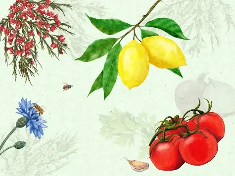 Seeds to Success – Townsville City Council Seeds to Success - Townsville City Council