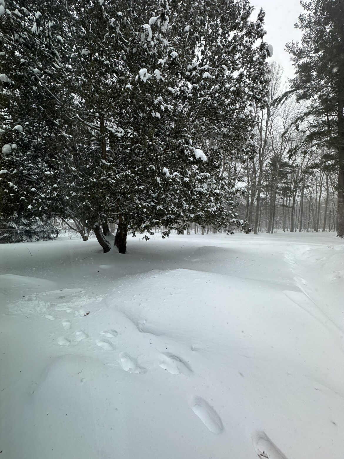 Sharing my February garden with you!!!