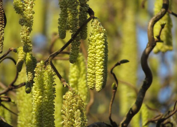 Hazel Blossom - Corylus avellana