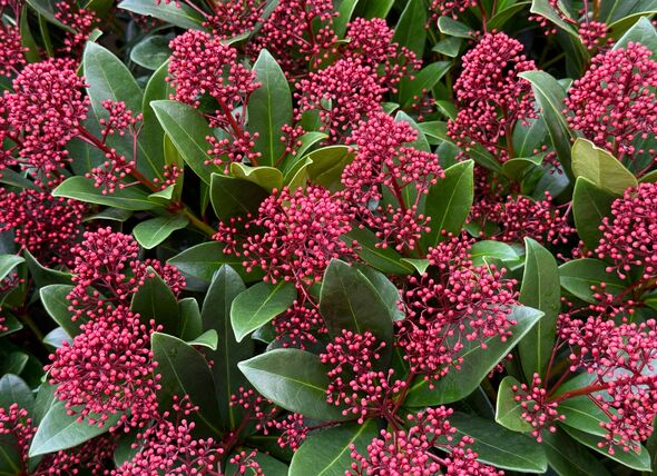Skimmia japonica Rubella Japanese Skimmia or Red-budded Skimmia.