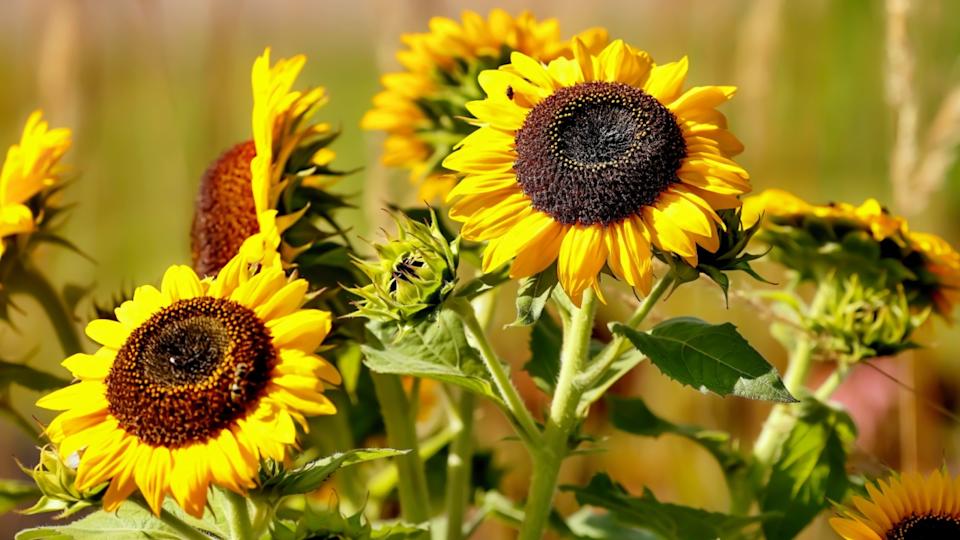 The common sunflower (Helianthus annuus), sunflower flowers in late summer