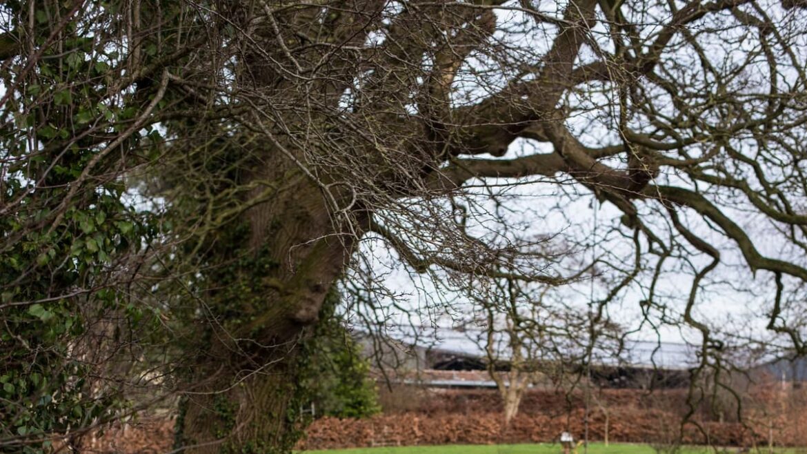 Yeo Valley Garden to open for Snowdrop festival