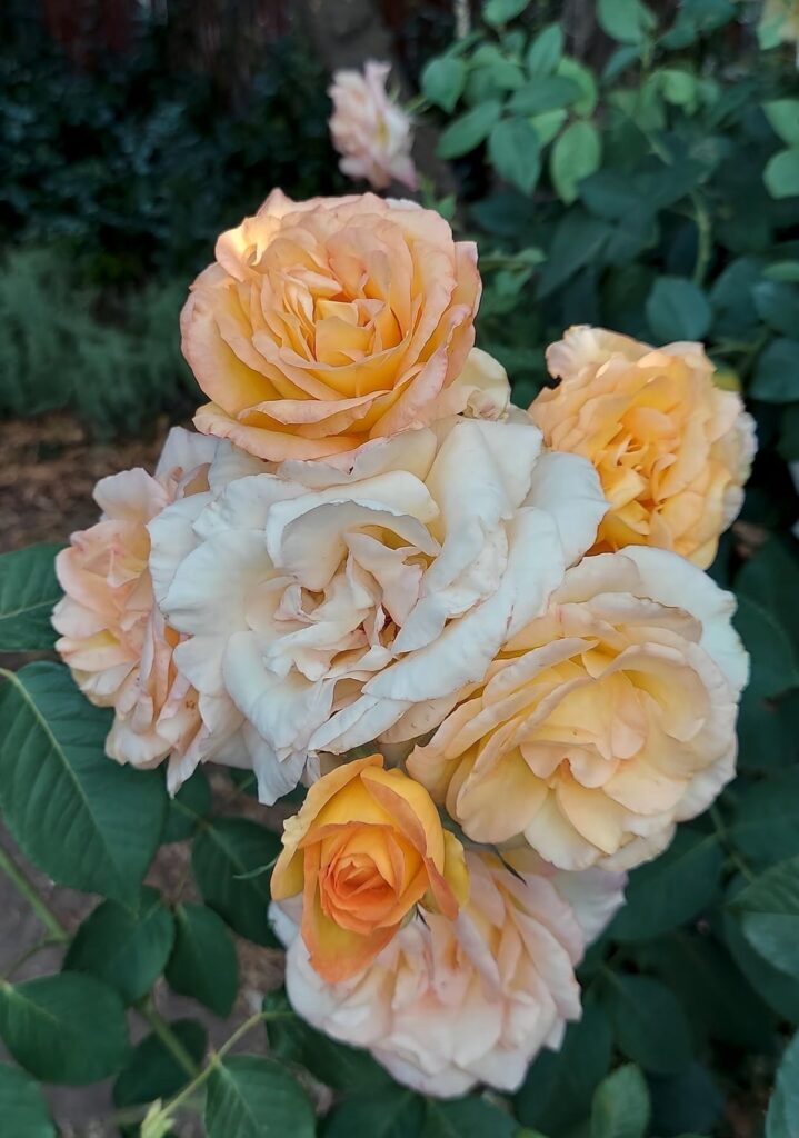 Some of my roses, and my one little dogwood tree