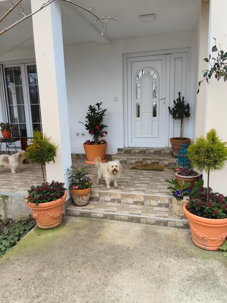 Spring is near in my Serbian garden 🌿