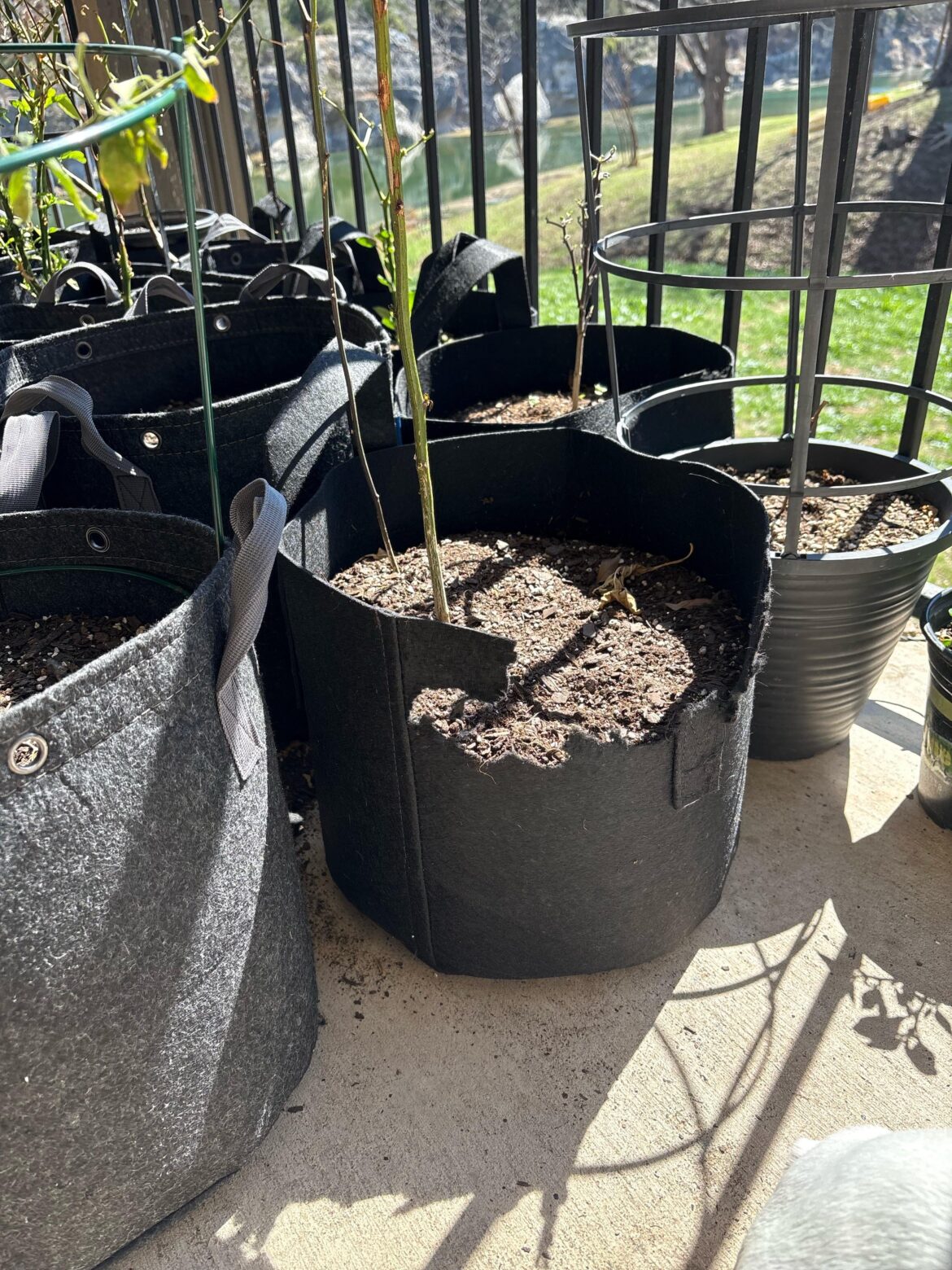 Squirrels ripping apart grow bags Squirrels ripping apart grow bags